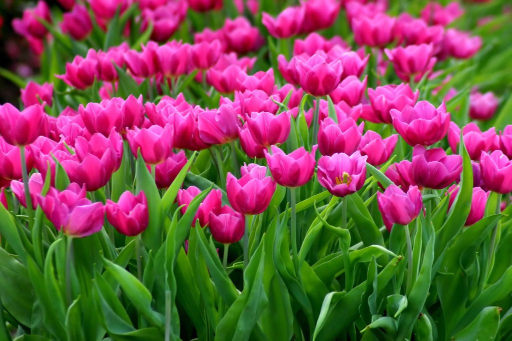découvrez les tendances du printemps immobilier : conseils, opportunités d’achat et dernières actualités pour saisir les meilleures offres sur le marché immobilier cette saison.
